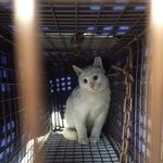 (서울,인천,경기)고퀄<b>리티</b> 컬러 남매 중 셋째 화이트에요~애기애기해요