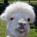 영어 잘하는 판녀들아~