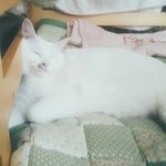 [고양이] 길고양이의 변화