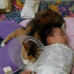 [고양이] (추가)육아육묘. 신생아부터 538일까지