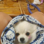 장애견이지만 괜찮아