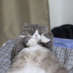[고양이] 양이의 꽃단장 -<b>샤워</b>편-