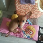 [강아지] 어떤<b>종</b>인지   좀 알려주세요!