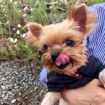 [강아지] 내년에 10살이지만 <b>초동안</b> 우리집강아지