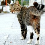 <b>방울</b>달고다니는 길냥이들