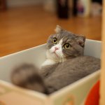 [고양이] <b>초점</b>이 잘 맞은 양이 사진 모음-눈동자편-