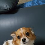강아지 <b>입양</b> 보냈는데 아파요 후기