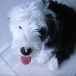 [강아지] 익산  불에태워져 개고기가 되어 돌아온 하트.. 도와주세요