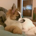 애교쟁이 치와와 <b>포메</b> 믹스견 !