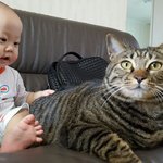 [고양이] 286일째 육아육묘