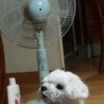 [EXO] 우리집개 푸들이래는데 푸들같냐...??