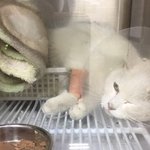 [고양이] <b>혜성이</b>에게 뛰어다닐수 있는 다리를 선물해주세요