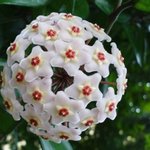 [드루와] <b>데뷔일</b>로 보는 탄생화