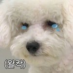 [EXO] 묻자 ㅅㅂ 그래 우리가 <b>개돼지</b>로 보이나 보지