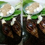 [달팽이] 달탱이달덩이 2번째소식이에요!