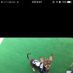 [강아지] 포천, 운천시외버스터미널 근처에서 강아지를 잃어버렸습니다...