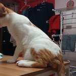 나의 동거남 <b>도칠</b>이 새로운 장난감