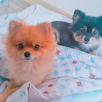 [강아지] 재간둥이 <b>포</b><b>메</b> 두마리