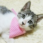 눈이 너무 슬픈 보름이 가족을 찾습니다. [입양확정] 감사합니다^^