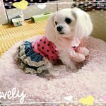 사랑이