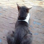 [플루토] 몬트리올 고양이 플루토에요