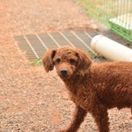 [강아지] [유기견<b>입양</b>] 새 가족이 되어주세요 ㅠ
