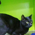 모진학대에도 꿋꿋이 견뎌낸 순딩<b>미묘</b> 올블랙 까미의 가족을 찾아요