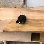 [고양이] 고양이에게 다가갔어요! (+추추가)