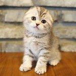 [꼭조언부탁] 판 분들 조언 좀 해주세요ㅠㅠ