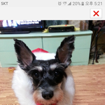 강아지 잃먹은지 3주