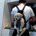 귀여움 <b>폭발</b>한 골든 리트리버
