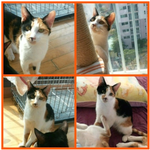 버림받고 상처받은 냥이들이 가족을 기다립니다..