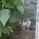 [고양이] 저 간택당한거 같은데 앞으로 어떠케 하면 될까요?