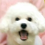 [EXO] 첸백시 컴백 또 박<b>뱅이</b>랑 겹쳐? 뚜롸이스도 24일 나온다는데