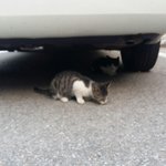 [EXO] 우리 집 근처에 길고양이 이름을 도랑 백<b>이</b>로 지었는데