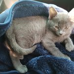 [고양이] 러시안블루 (<b>러블</b>) 눈팅만 하다가 처음글올려봐요~