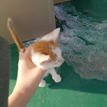 길냥이 분양하실 분 계신가요, 경남 <b>밀양</b>지역입니다