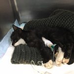 [고양이] <b>선천</b>적 두개골 기형 아깽이.. 안락사의 기로에서 새 삶을...