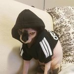 <b>집사</b> 멱살잡으러 온 마징가 냥이