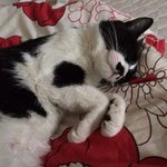 [고양이] 매력냥 흥국이 보고가세용
