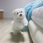 [강아지] <b>장모</b>치와와는 사랑입니다. (말티즈)