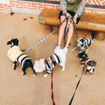 [강아지] 장모치와와&amp;<b>포메</b>.맹자와 뭉치의 가을(8탄)