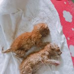 대구 눈도 못뜬 새끼고양이 입양