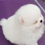 [EXO] <b>이강아지</b>랑다른게모야대체ㅔ!ㅠㅠㅠㅠㅠ굥숭