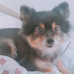 [강아지] 울 <b>둘리</b>, 이발하고 회춘해쩌여