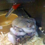 [조언부탁해] <b>앙기</b>모띠~