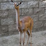 <b>코랄</b>틴트 추천 ㅂㅌ!