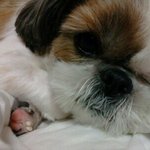 제 강아지 이름도 이쁘니예요..이젠 아프지 않길..