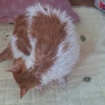 나의 동거남 <b>도칠</b>이와 집사의 놀이