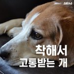 [EXO] 니네 비글이 <b>실험</b>견으로 사용되는거 알아?